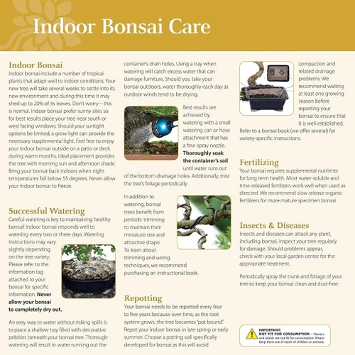 a close-up of a bonsai care