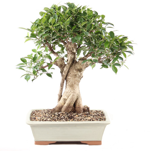 Golden Gate Ficus - ST9725GGF-R