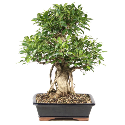 Golden Gate Ficus - ST9725GGF-S