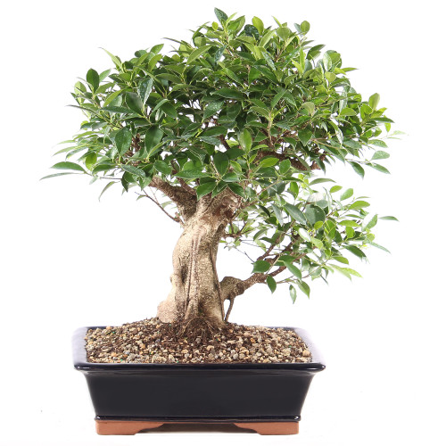 a bonsai tree in a black pot