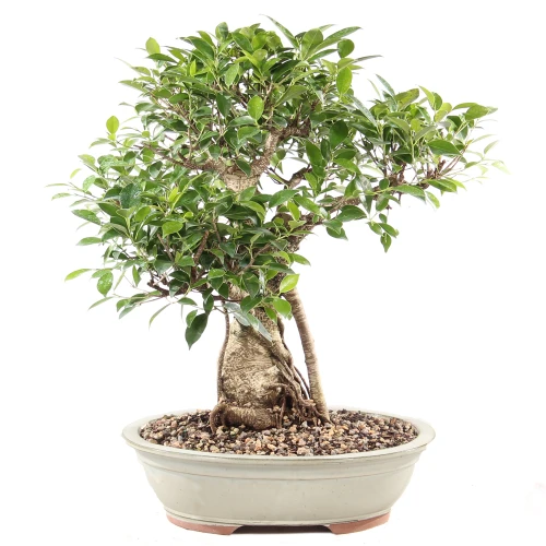 a small tree in a pot