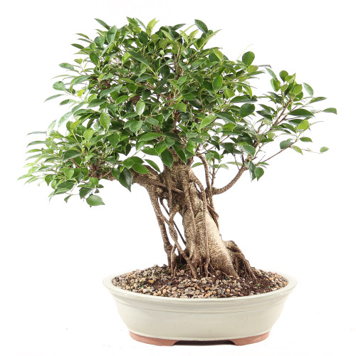 Golden Gate Ficus - ST9725GGF-V