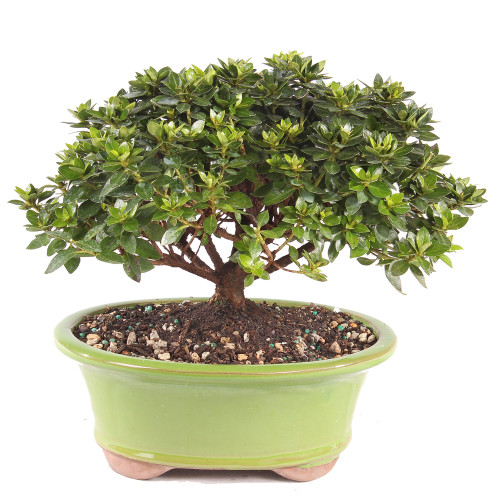 Satsuki Azalea 'Kazan' - DT1025RKA - Brussel's Bonsai