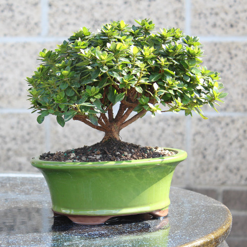 Satsuki Azalea - DT1025RKA