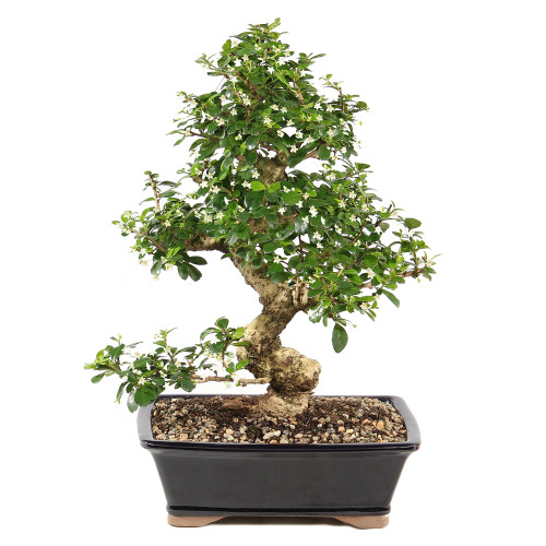 Fukien Tea - ST9825FT-E