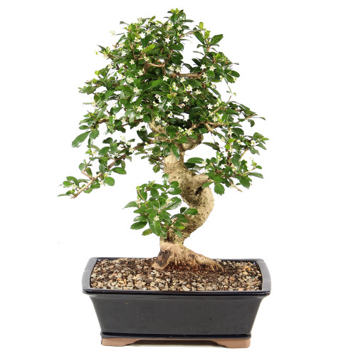 Fukien Tea - ST9825FT-F