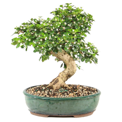 Fukien Tea - ST9825FT-G