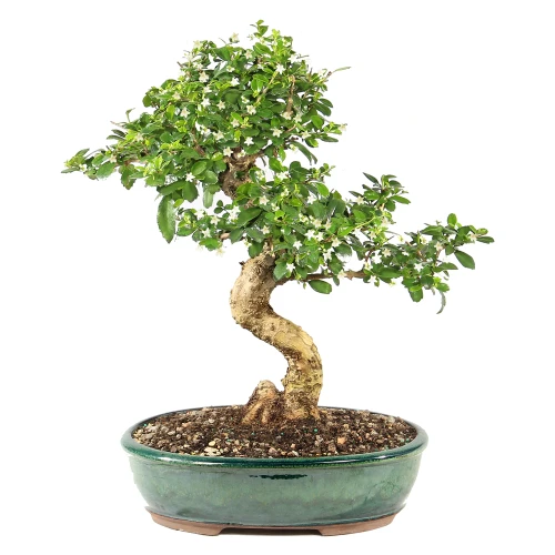 a small tree in a pot