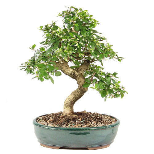 Fukien Tea - ST9825FT-I