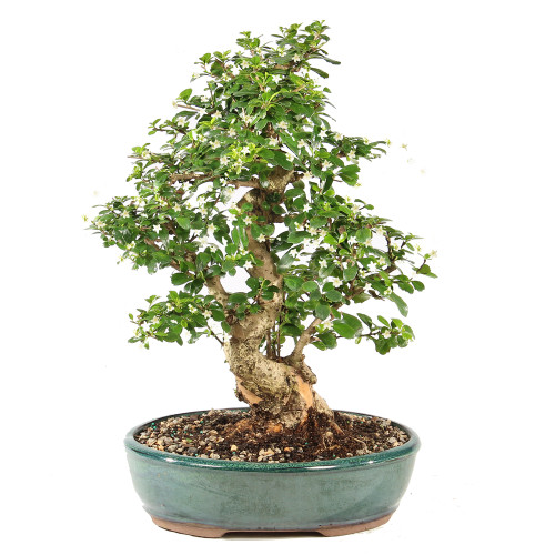 Fukien Tea - ST9825FT-R