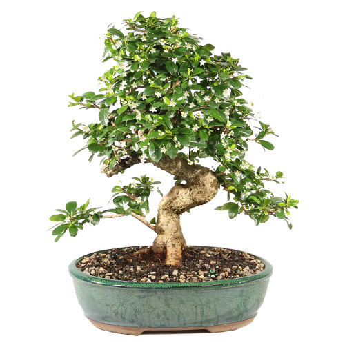 Fukien Tea - ST9825FT-S