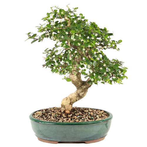 Fukien Tea - ST9825FT-X