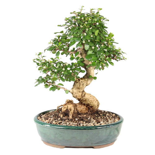 Fukien Tea - ST9825FT-Y