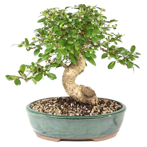 a small tree in a pot
