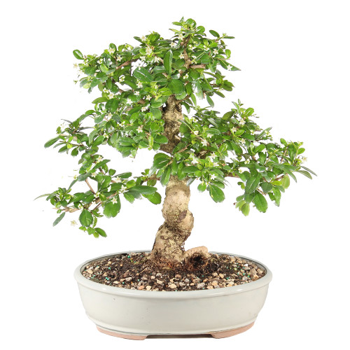 Fukien Tea - ST9925FT-B
