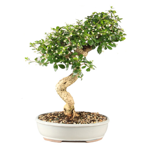 Fukien Tea - ST9925FT-E