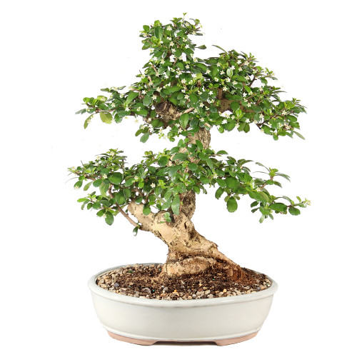 Fukien Tea - ST9925FT-F