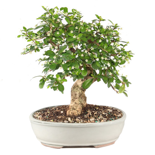 Fukien Tea - ST9925FT-H