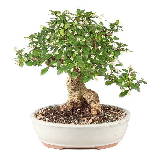 Fukien Tea - ST9925FT-I