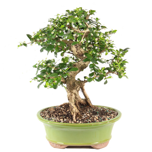 Fukien Tea - ST9925FT-S