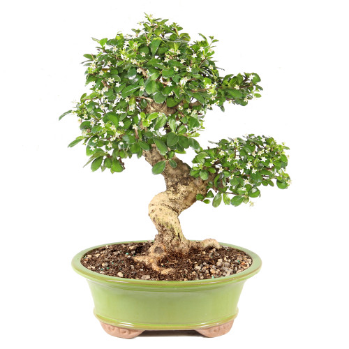 Fukien Tea - ST9925FT-T