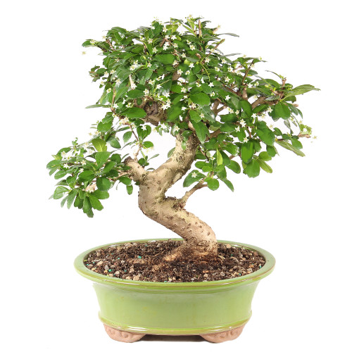 Fukien Tea - ST9925FT-U