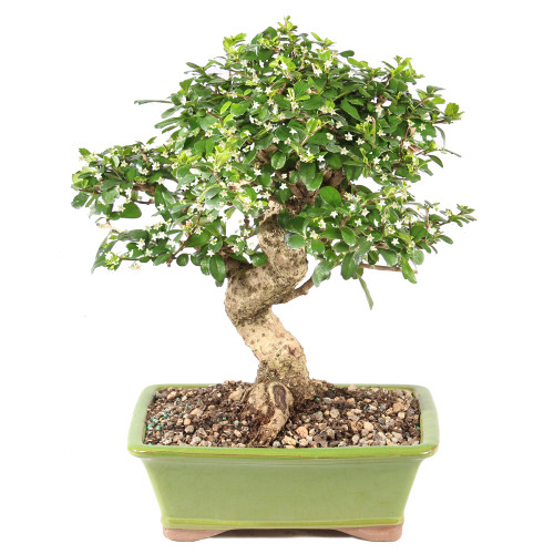 Fukien Tea - ST9925FT-X