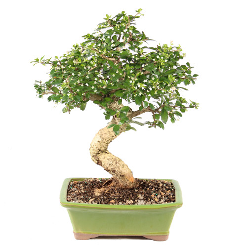 Fukien Tea - ST9925FT-Z