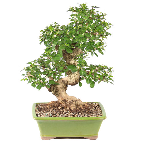 Fukien Tea - ST0125FT-A