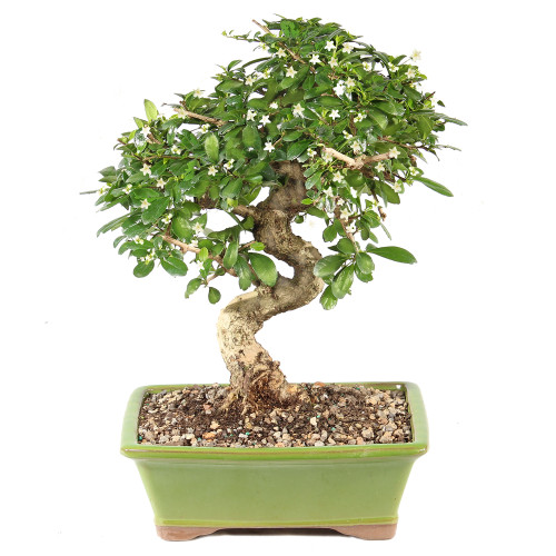 Fukien Tea - ST0125FT-B