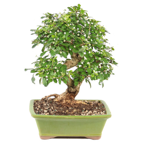 Fukien Tea - ST0125FT-E