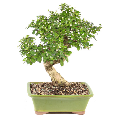 Fukien Tea - ST0125FT-F