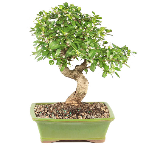 a small tree in a pot