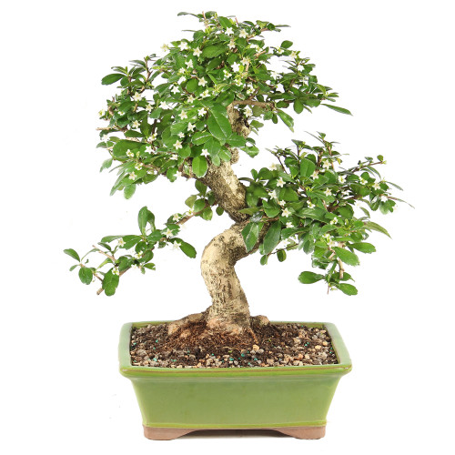 a small bonsai tree in a pot