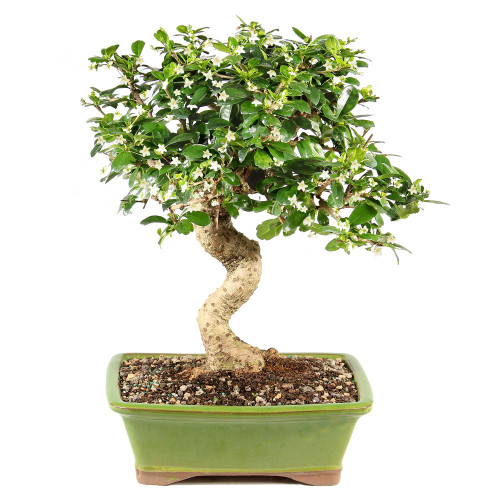 Fukien Tea - ST0125FT-N