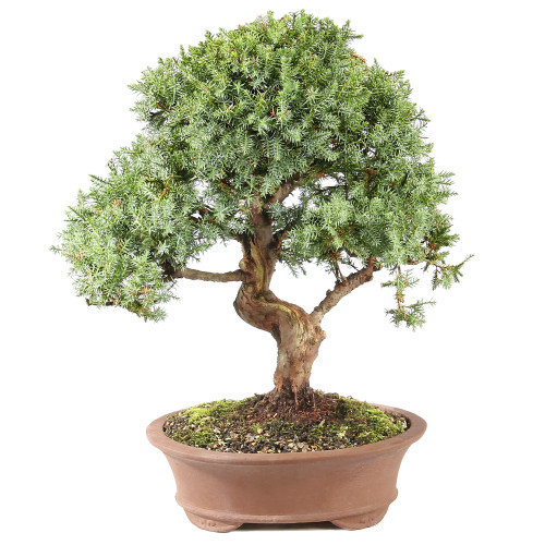 Needle Juniper - ST0225NJ-D