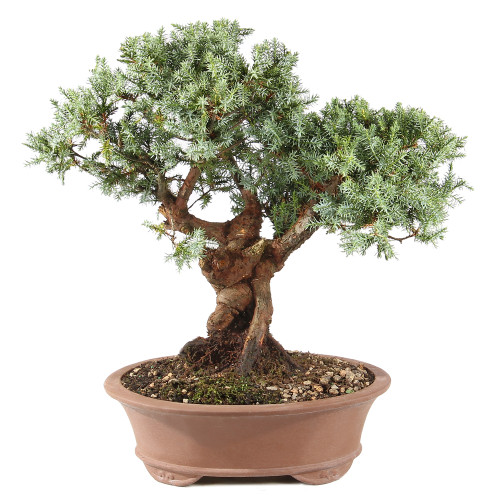 Needle Juniper - ST0225NJ-E