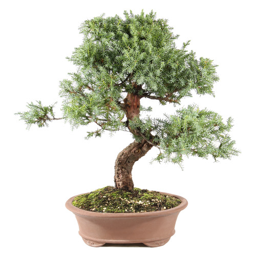 Needle Juniper - ST0225NJ-F