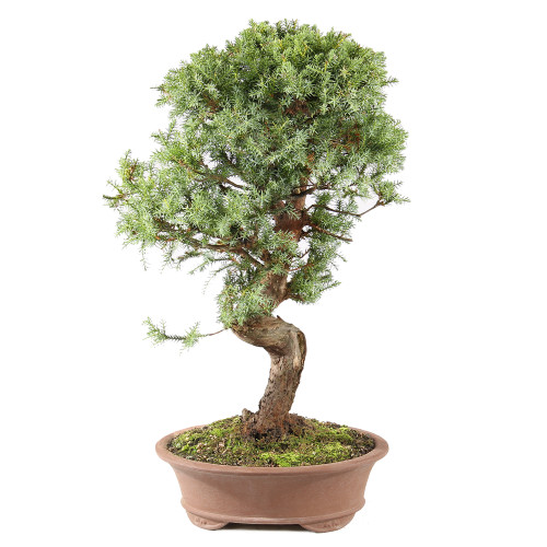 Needle Juniper - ST0225NJ-G