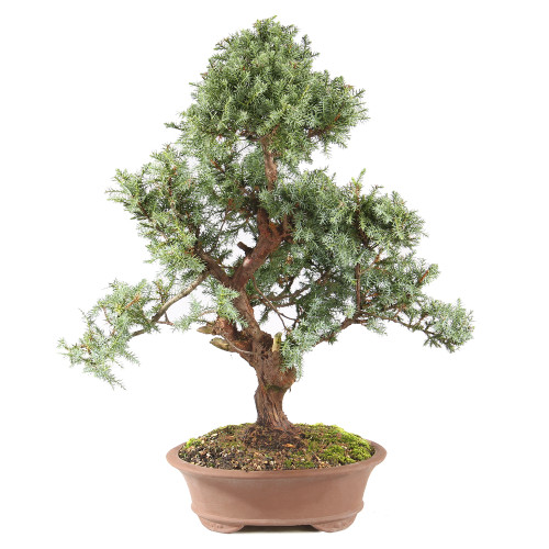 Needle Juniper - ST0225NJ-H