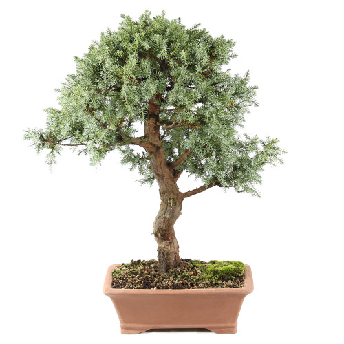 a small tree in a pot