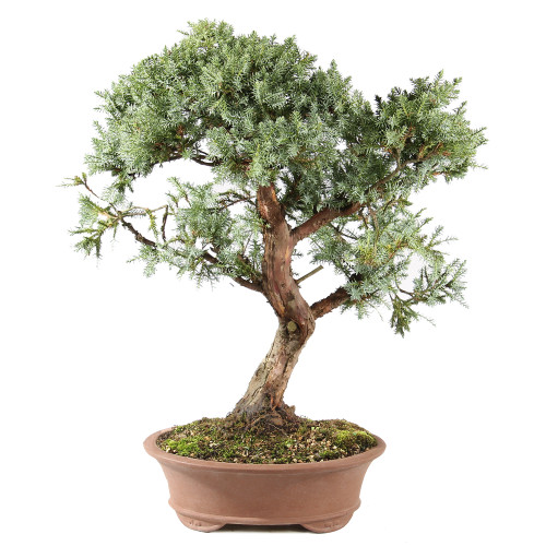 Needle Juniper - ST0225NJ-K