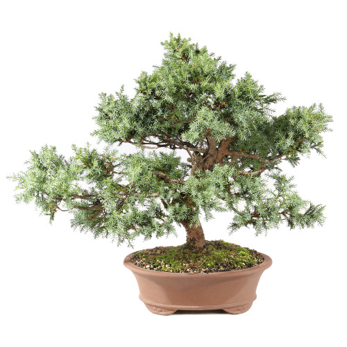 Needle Juniper - ST0225NJ-L