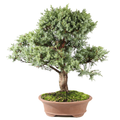 Needle Juniper - ST0225NJ-O