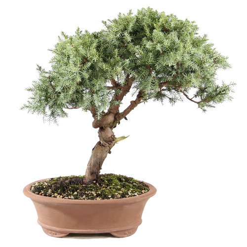 Needle Juniper - ST0225NJ-P