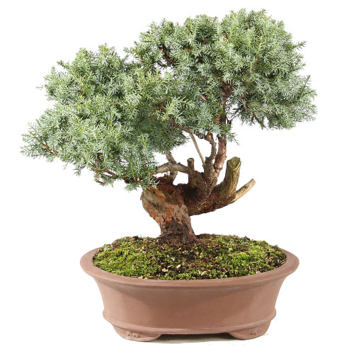Needle Juniper - ST0225NJ-Q