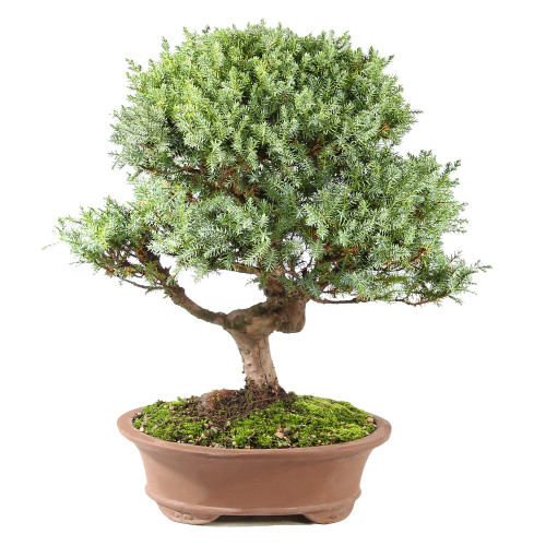 Needle Juniper - ST0225NJ-R
