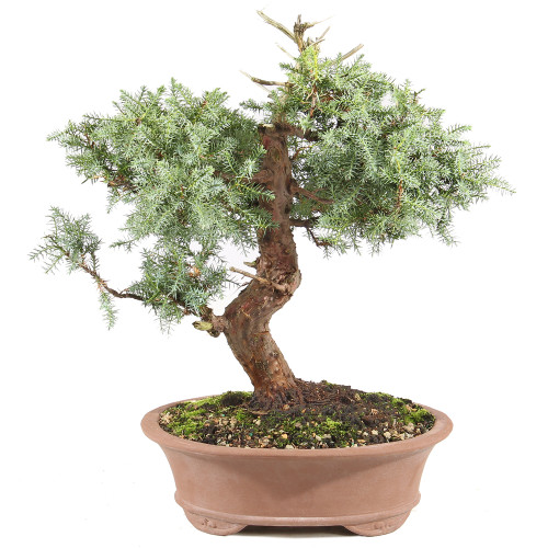 Needle Juniper - ST0225NJ-T