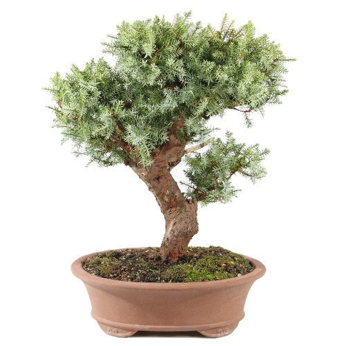 Needle Juniper - ST0225NJ-U