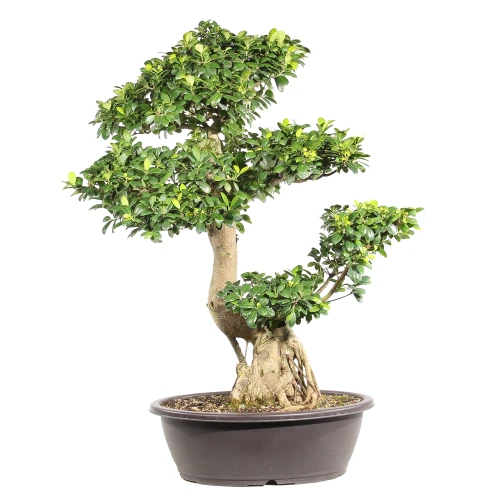 Ficus in a plastic bonsai container